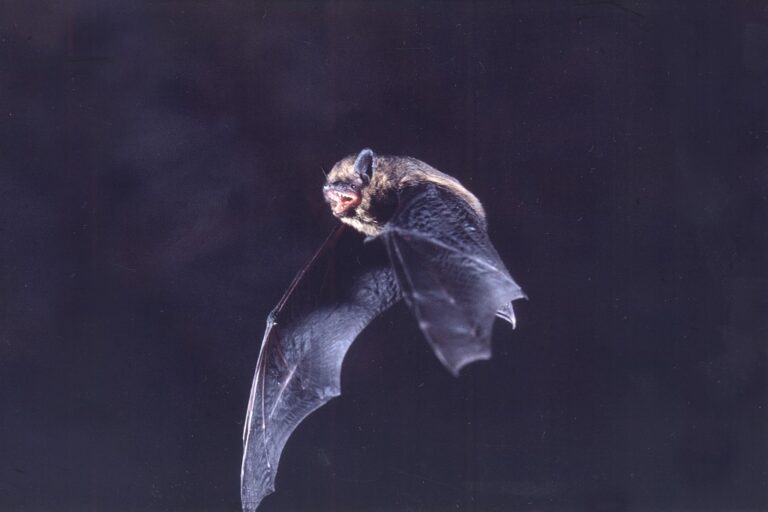 Photographie d'une chauve-souris Pipistrelle commune (Pipistrellus pipistrellus) volant dans la nuit