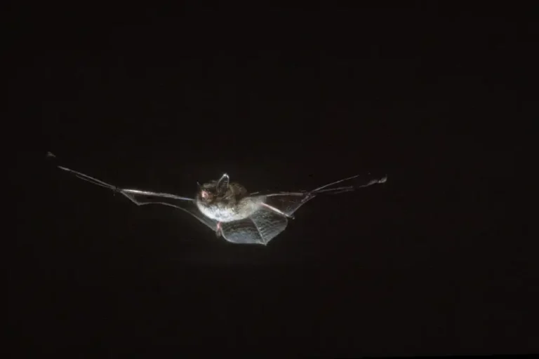 Photographie d'une chauve-souris Pipistrelle commune (Pipistrellus pipistrellus) volant dans la nuit