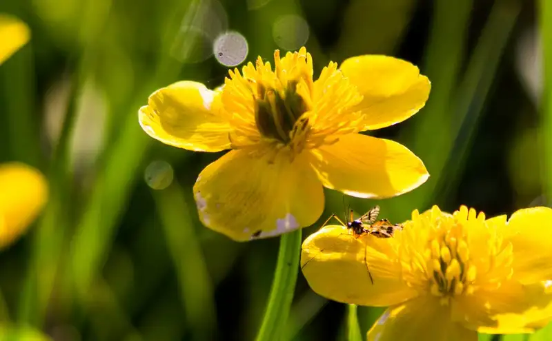 Marais communaux de Breuil-le-Sec