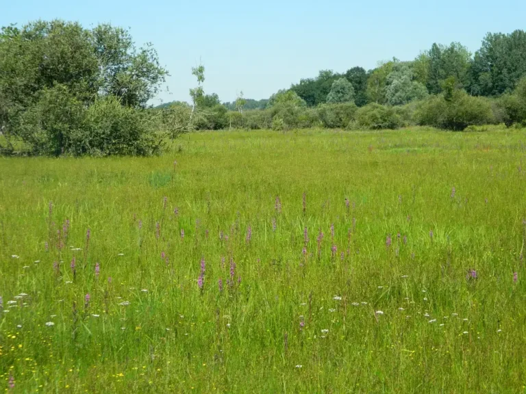 Photographie des propriétés départementales du Marais de Sacy (Oise)