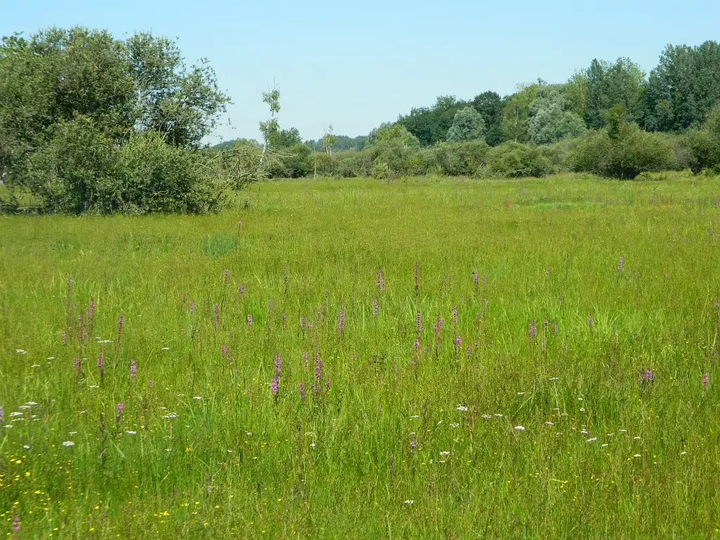Les propriétés départementales du Marais de Sacy