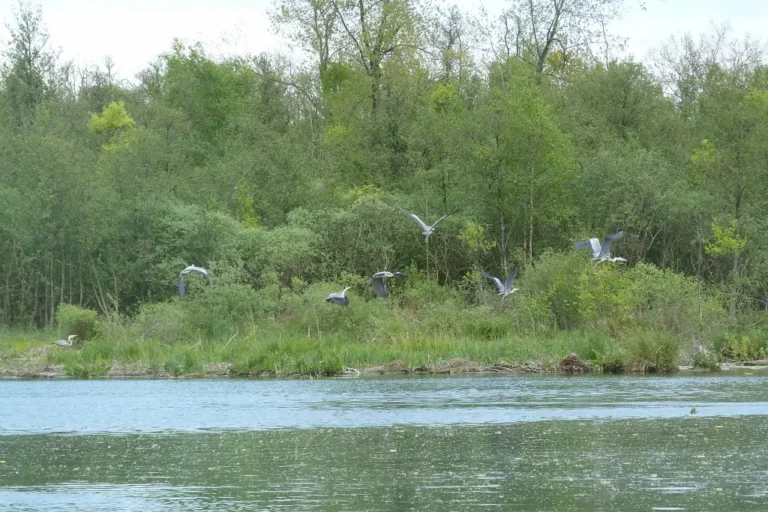 Photographie de la réserve naturelle nationale du Marais d'Isle à Saint-Quentin Rouvroy (Aisne). Des Hérons Cendrés volent au dessus de l'eau.