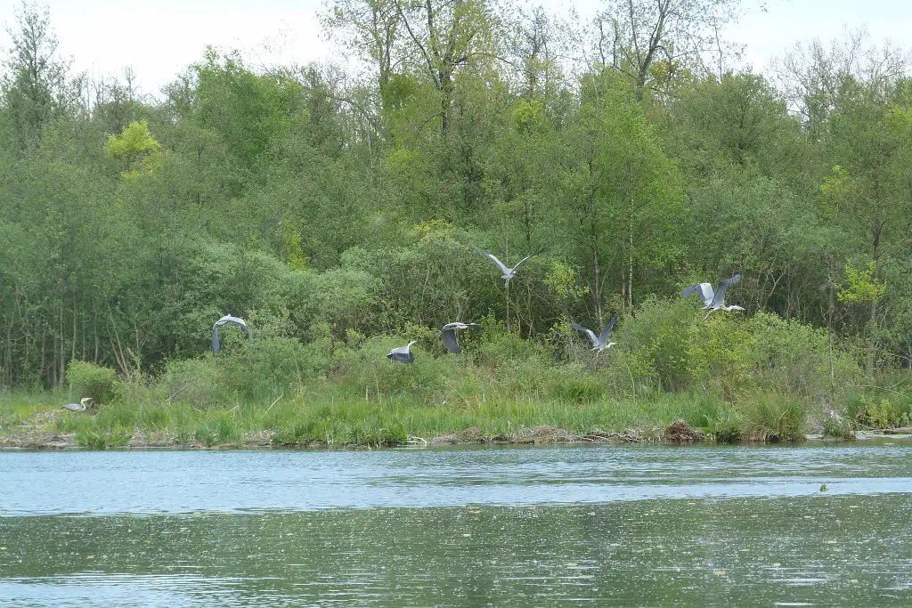 Photographie de la réserve naturelle nationale du Marais d'Isle à Saint-Quentin Rouvroy (Aisne). Des Hérons Cendrés volent au dessus de l'eau.