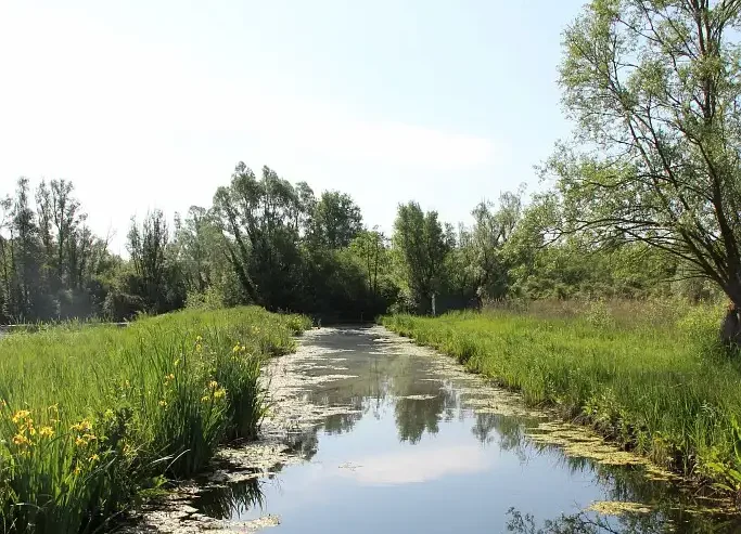 Photographie de la réserve naturelle nationale de la Tourbière alcaline de Marchiennes (Nord). Un milieu naturel et humide protégé dans les Hauts-de-France.