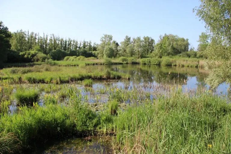 Photographie de la réserve naturelle nationale de la Tourbière alcaline de Marchiennes (Nord). Un milieu naturel et humide protégé dans les Hauts-de-France.