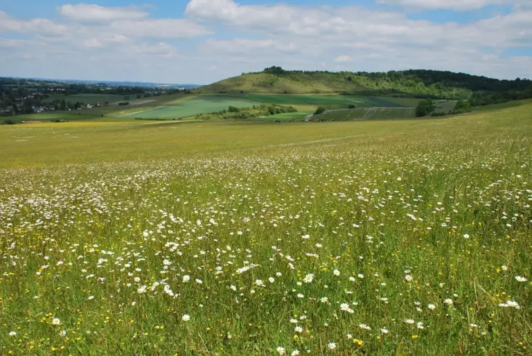 Photo de la réserve naturelle régionale (RNR) des Larris et Tourbières à Saint-Pierre-es-Champs, dans l'Oise. Pelouse fleurie et verdoyante