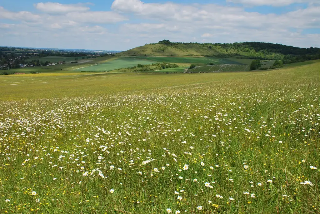 Photo de la réserve naturelle régionale (RNR) des Larris et Tourbières à Saint-Pierre-es-Champs, dans l'Oise. Pelouse fleurie et verdoyante