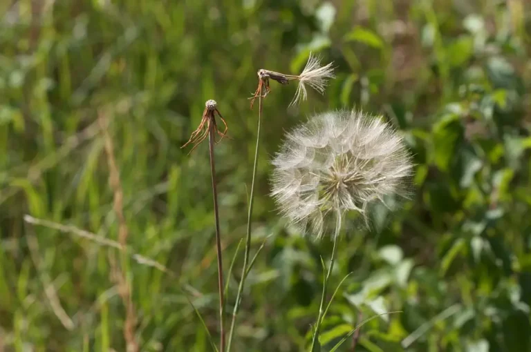 Salsifis des prés (Tragopognon pratensis)