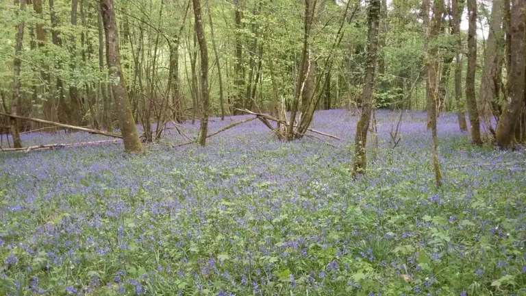 Photographie d'un sous-bois à Jacinthes (aussi appelées Hyacinthoides non scripta) à l'Etang de La Galoperie à Anor