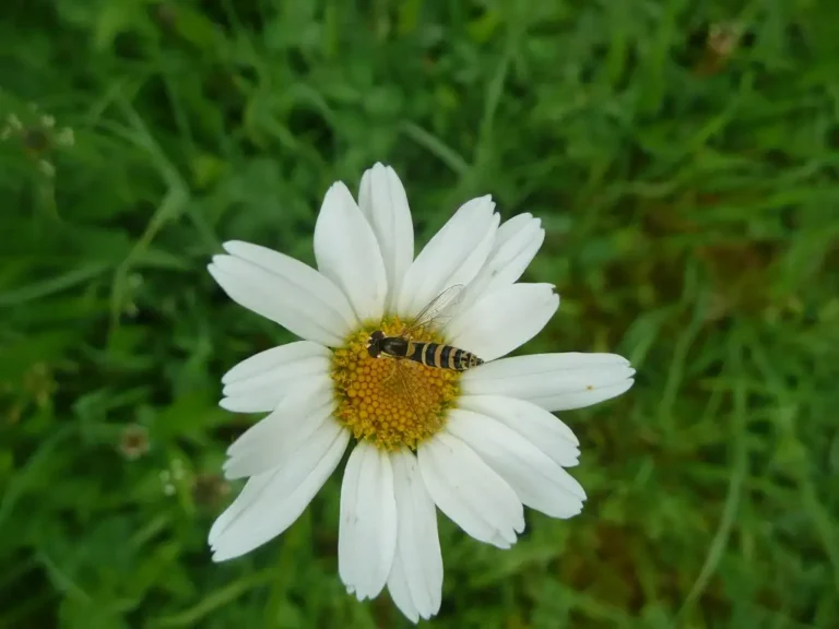 Photographie du pollinisateur Sphaerophoria scripta sur une fleur