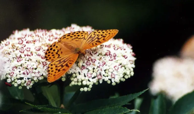 Photographie rapprochée d'un papillon Tabac d'Espagne (Argynnis paphia)