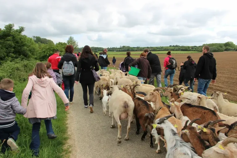 Photo de transhumance (pratique agricole traditionnelle consistant à déplacer les troupeaux entre pâturages d'été et d'hiver, essentielle pour l'engraissement et la reproduction du bétail) à la Réserve naturelle régionale - Les Riez de Nœux-lès-Auxi (Pas-de-Calais)