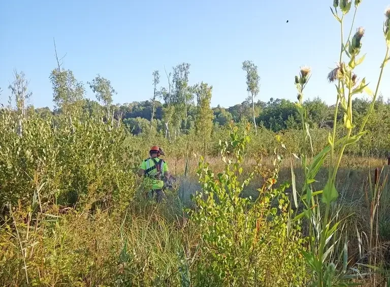 Photographie de travaux de débroussaillage des mares sur le site de la Réserve naturelle nationale (RNN) de l'Etang Saint-Ladre (Somme)