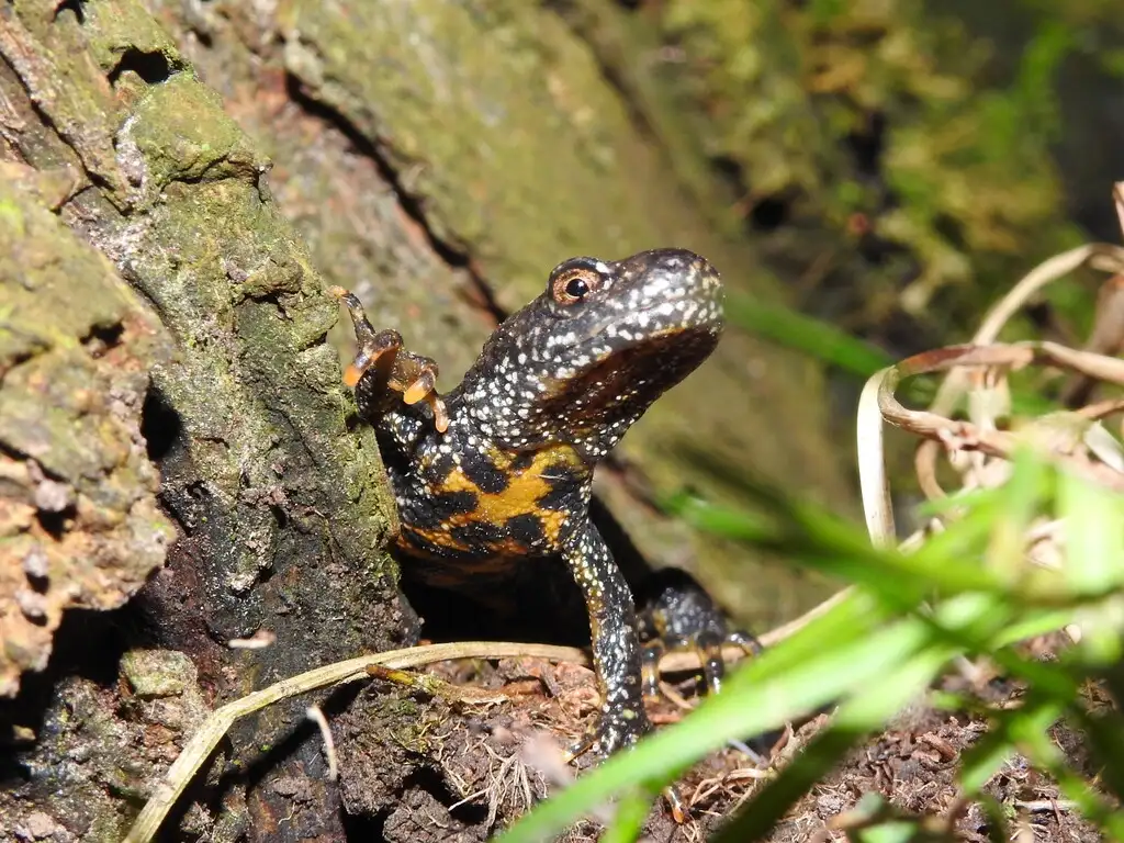 Photographie rapprochée d'un triton crêté (Triturus cristatus)