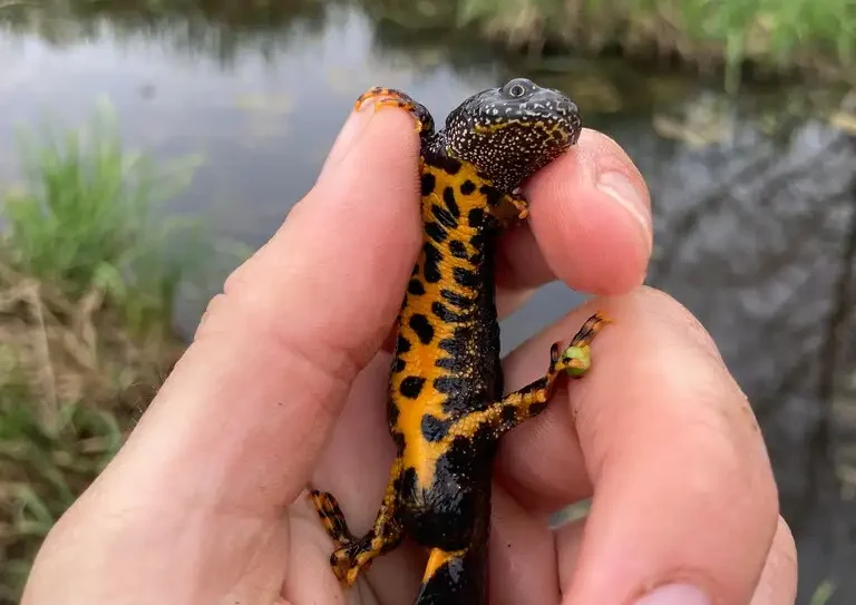 Photographie d'un triton, Triturus cristatus attrapé sur le site RNR de Pantegnies à Pont-sur-Sambre (Nord)