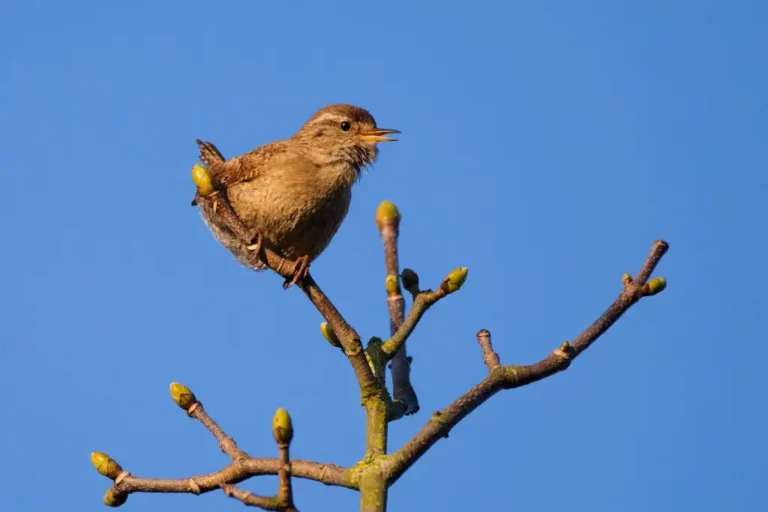 Photographie d'un Troglodyte mignon (Troglodytes troglodytes)