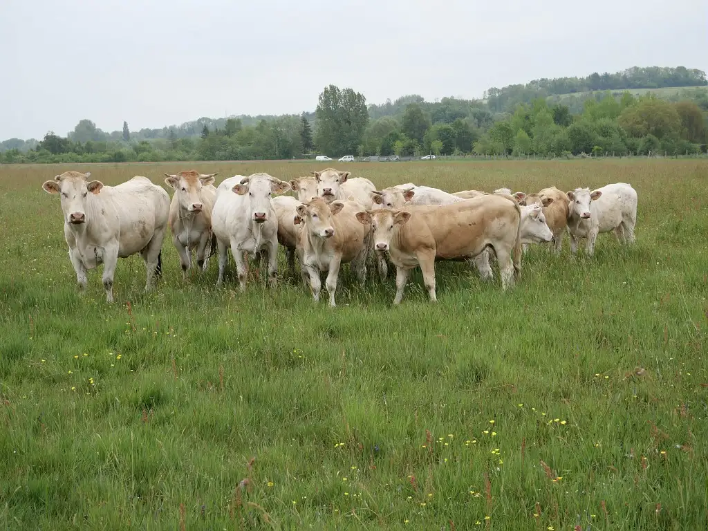 Photographie d'un troupeau de vaches Blondes d'aquitaine dans un pâturage