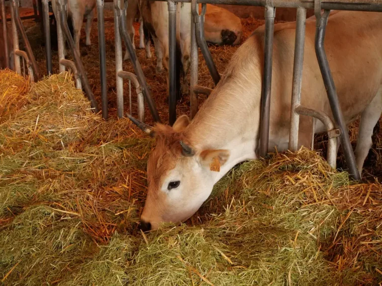 Photographie d'une vache nantaise de la ferme du lycée du Paraclet qui mange