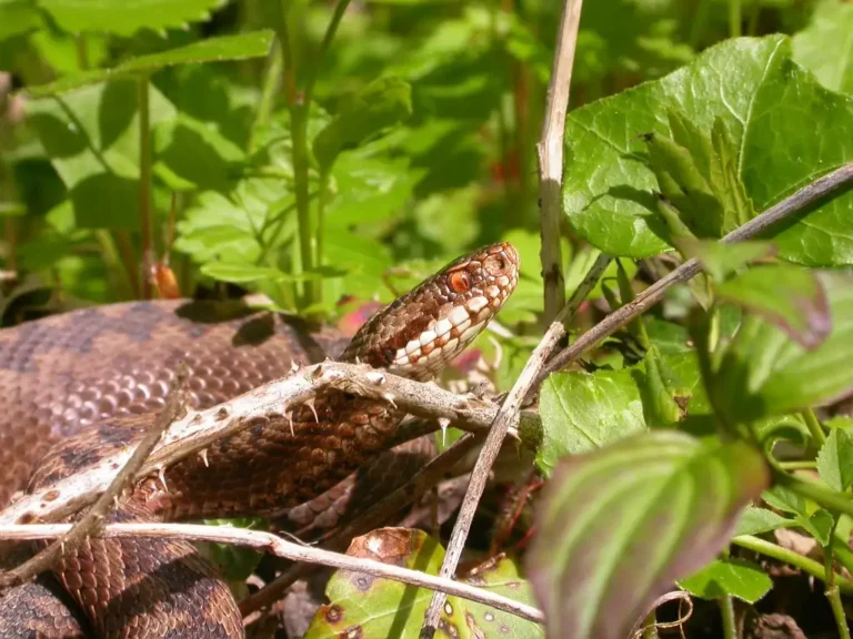 Photographie rapprochée d'une Vipère péliade (Vipera berus)