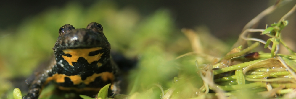 Couverture Sonneur à ventre jaune