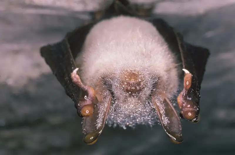 Grand Murin (Myotis myotis)