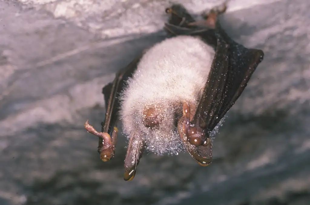 Grand Murin (Myotis myotis)
