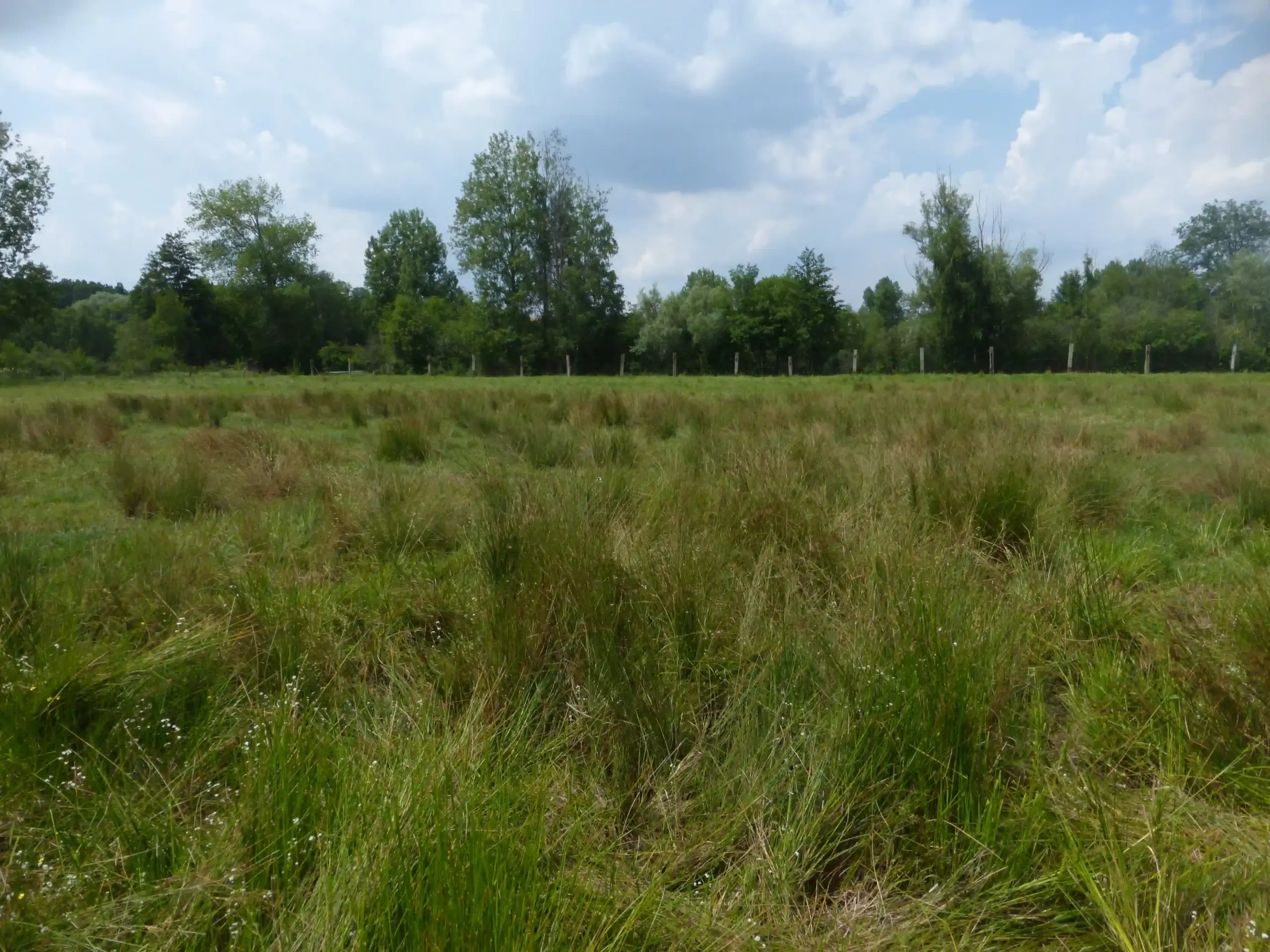 Le Marais à Scier, Boves (Somme)