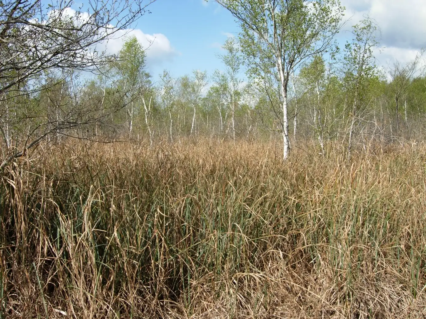 Le Marais de Bonne Fontaine, Montbavin (Aisne)