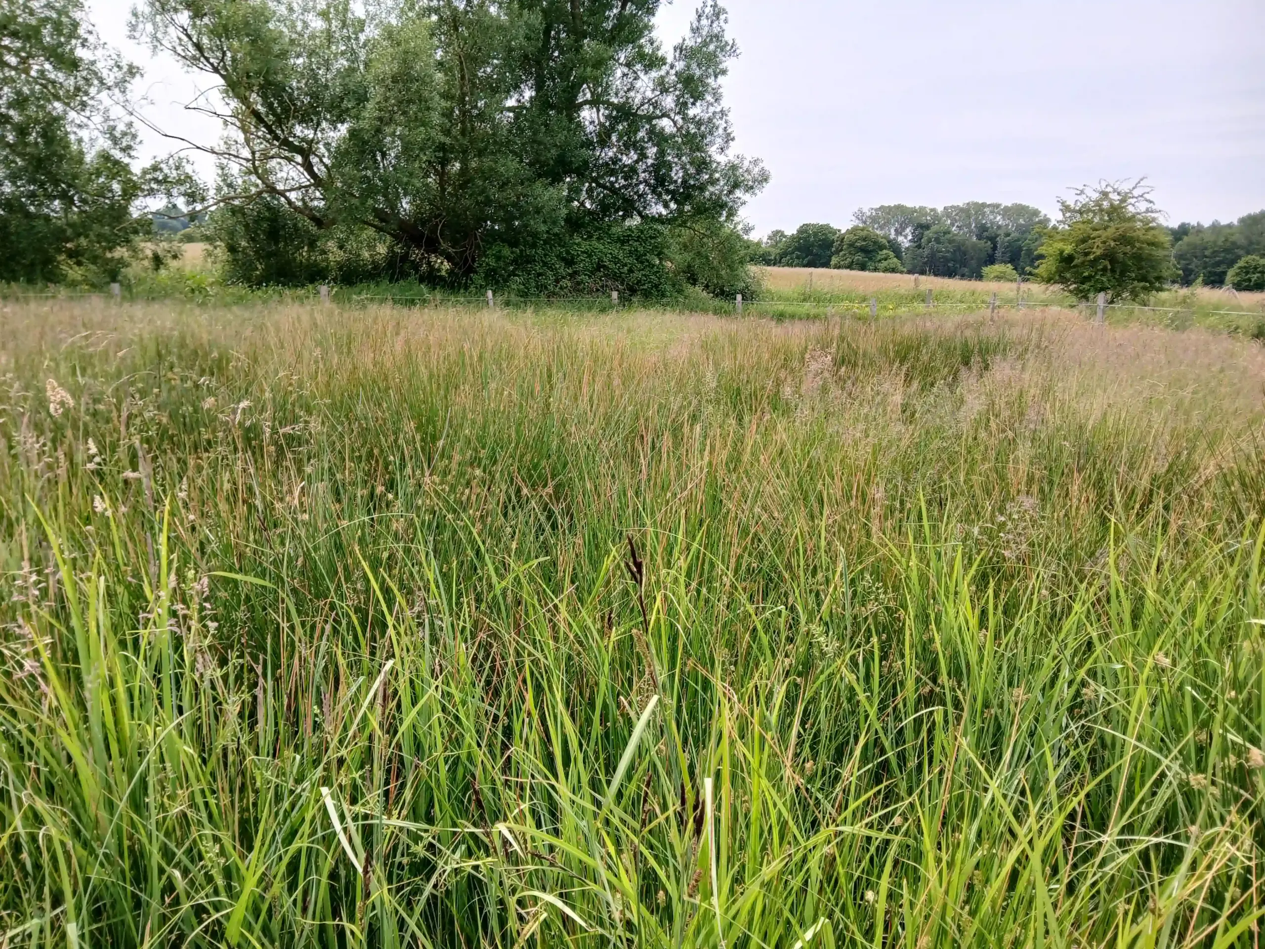Les Prairies du Pays-de-Bray, Ons-en-Bray (Oise)