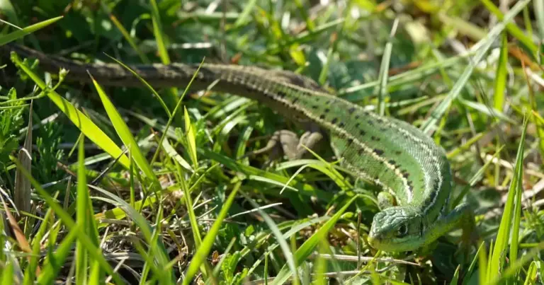 Lézard vert