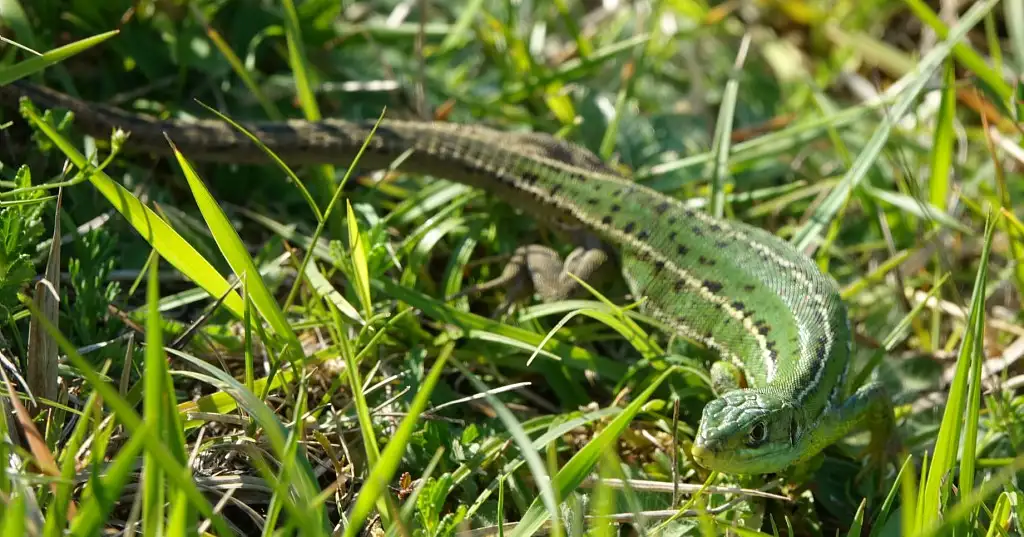 Le Coteau et le Marais de Baybelle