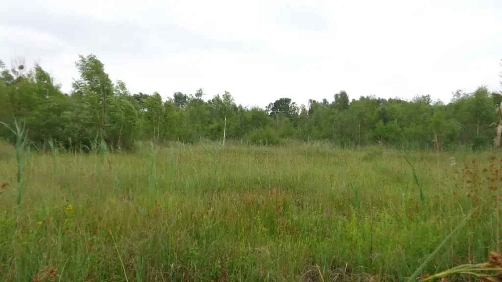 Marais de Nivart, Liesse-Notre-Dame (Aisne)