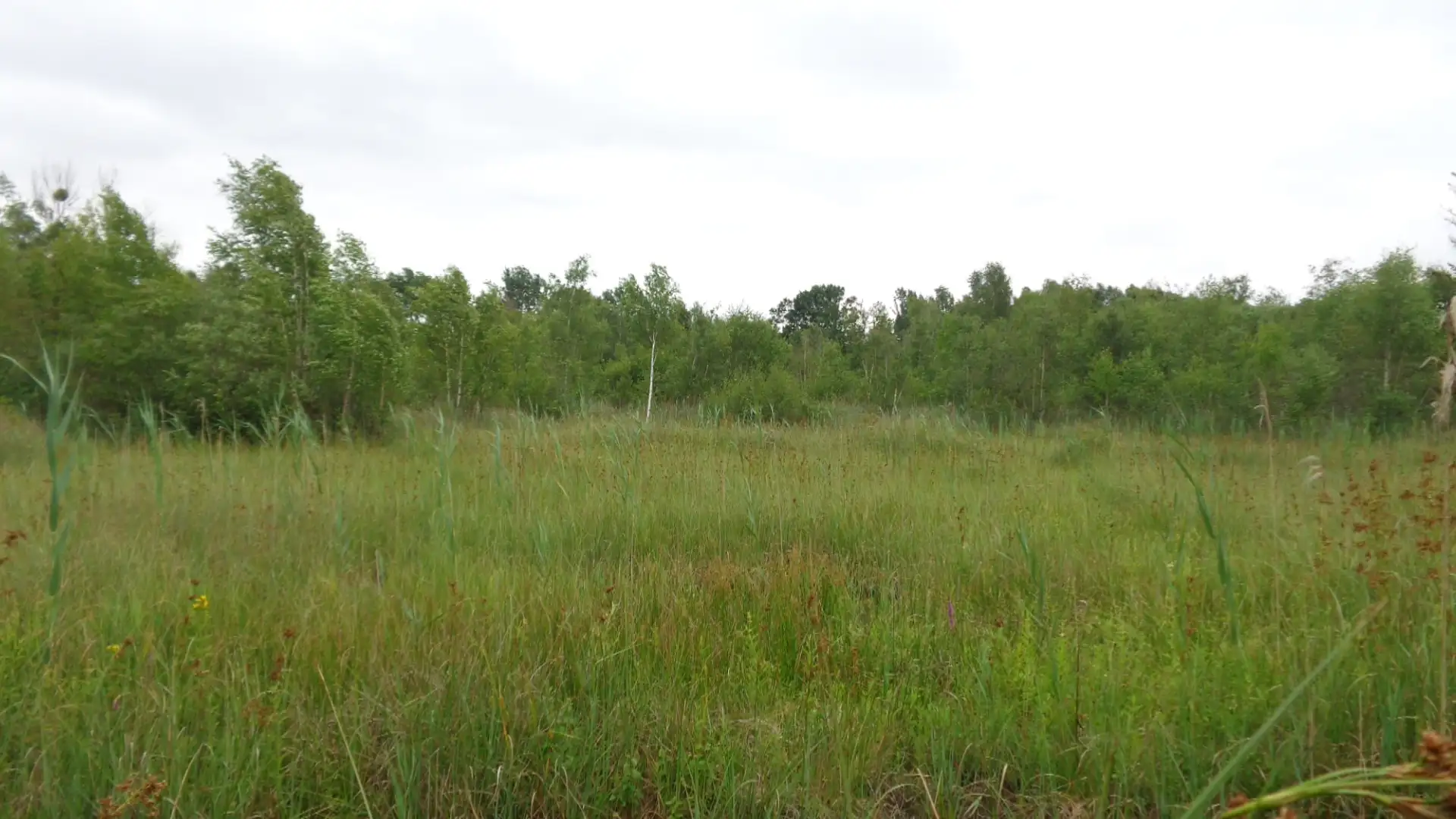 Marais de Nivart, Liesse-Notre-Dame (Aisne)
