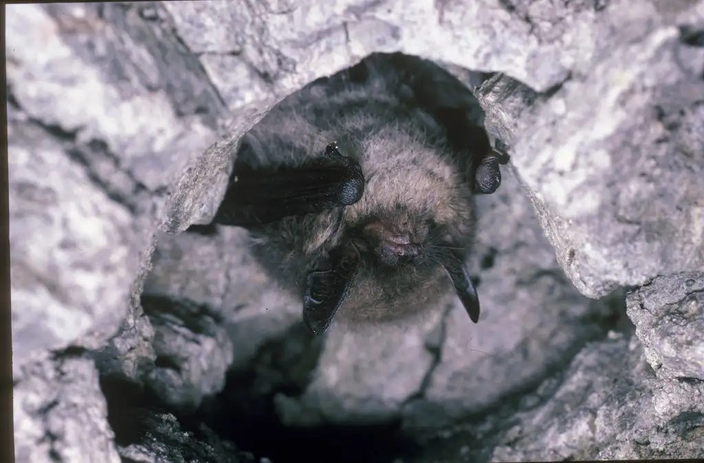 Murin à oreilles échancrées (Myotis mystacinus)