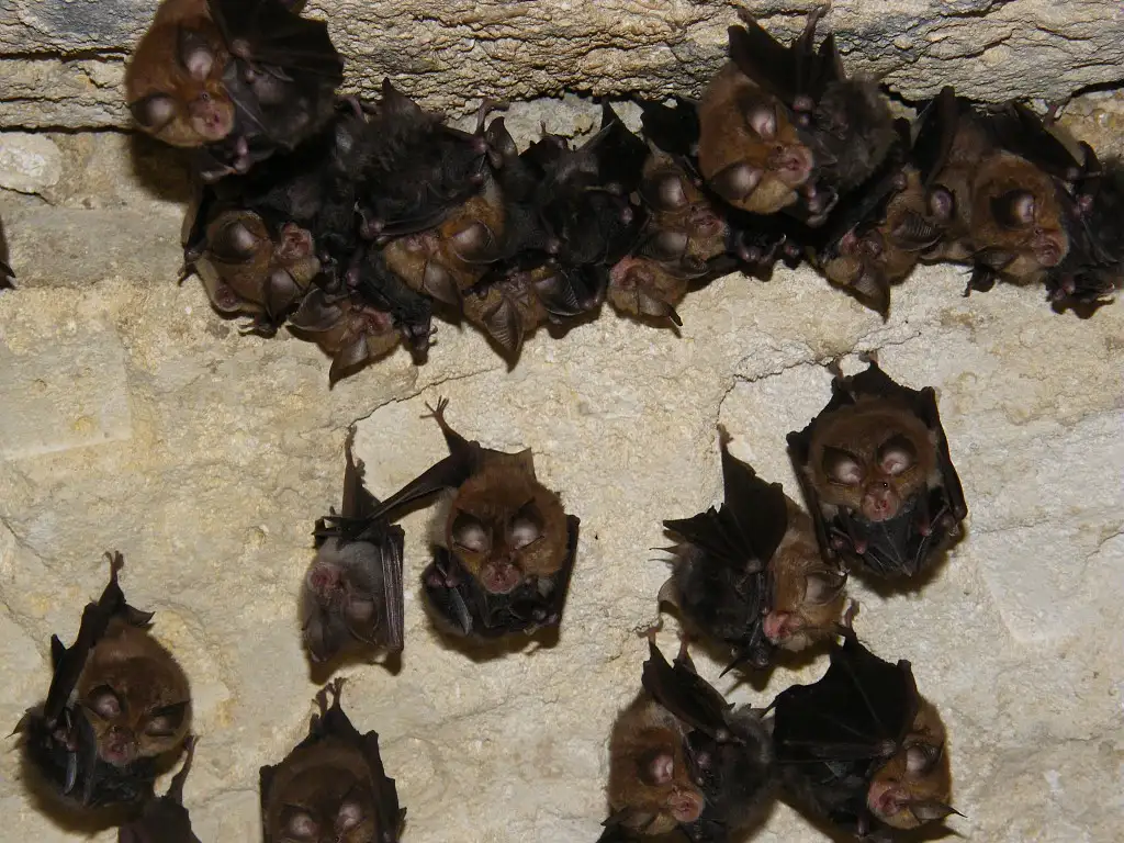 Petit Rhinolophe (Rhinolophus hipposideros)