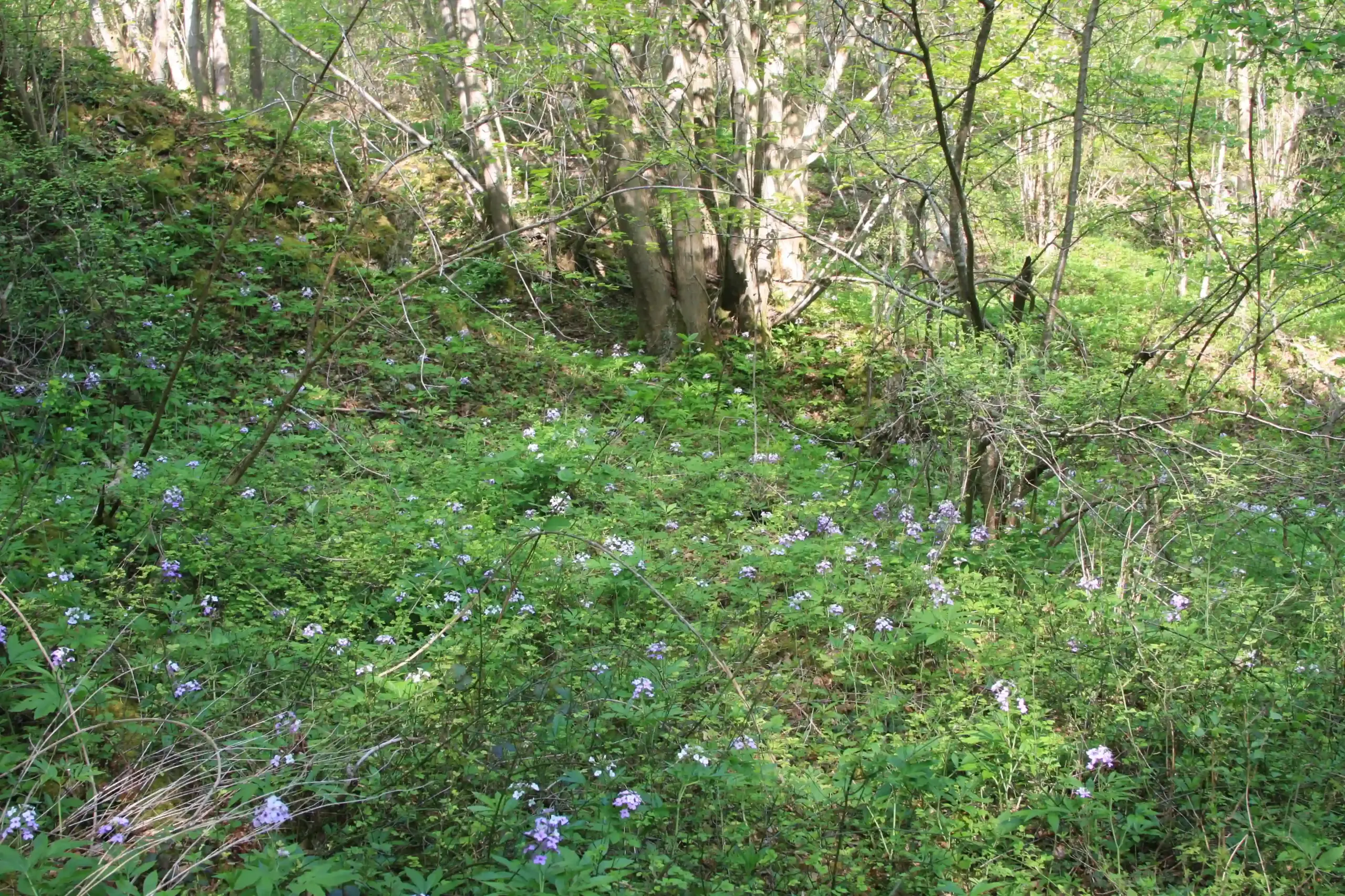 Ribecourt-Dreslincourt (Oise)