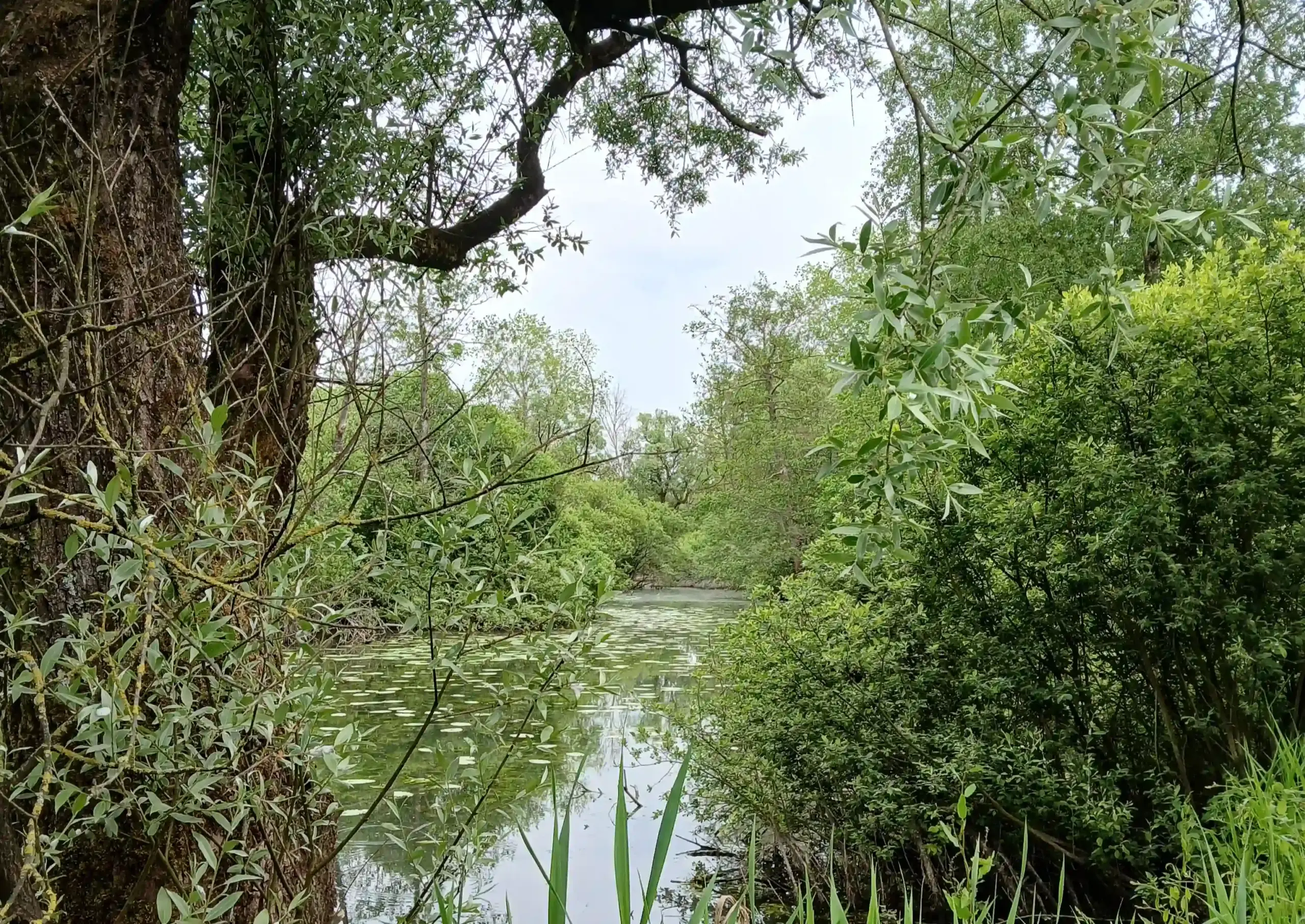 Vallée de la Nocq (Pas-de-Calais)