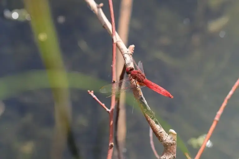 Odonate /Libellule Crocothémis écarlate (Crocothemis erythraea)