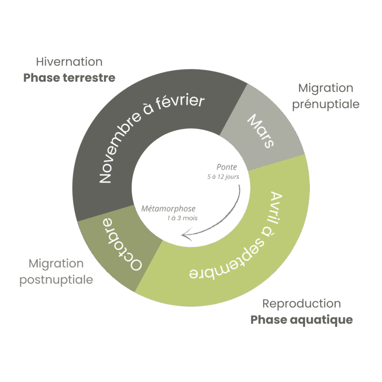 Schéma cycle de reproduction sonneur à ventre jaune