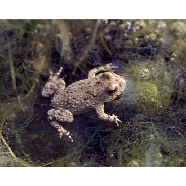 Juvénile sonneur à ventre jaune