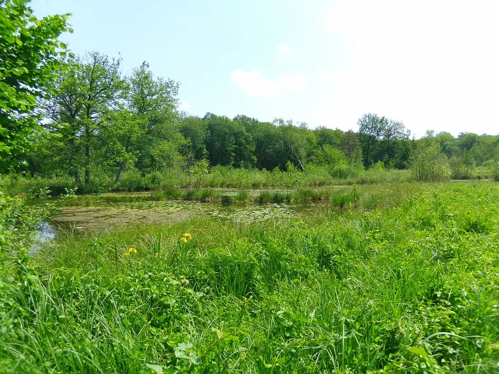 Marais de Bourneville, Marolles (Oise)