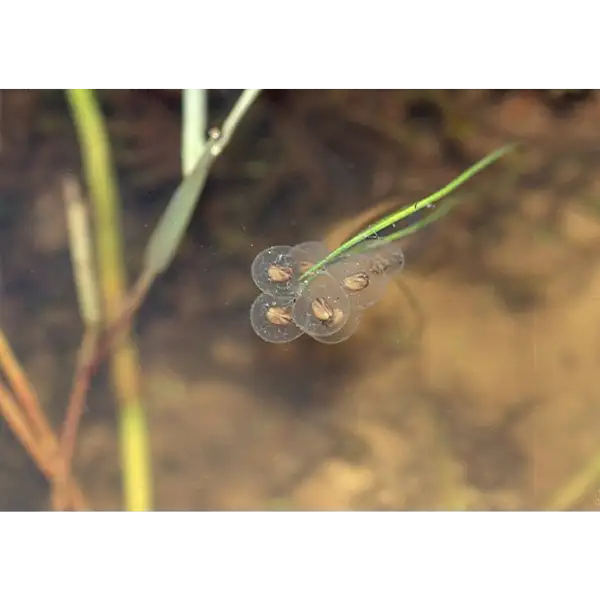 Oeufs sonneur à ventre jaune