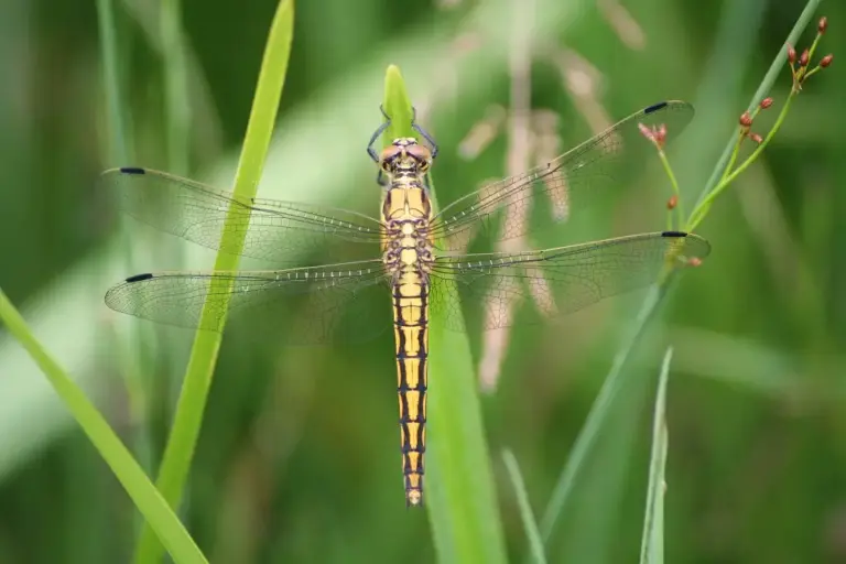 Odonate, Libellule Orthetrum réticulé (Orthetrum cancellatum)