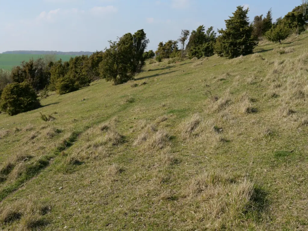 Pelouse de Montenoy (Saint-Aubin-Montenoy, Somme)