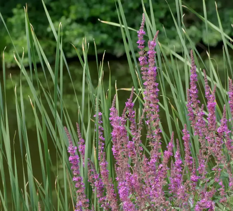 Salicaire (Lythrum salicaria)