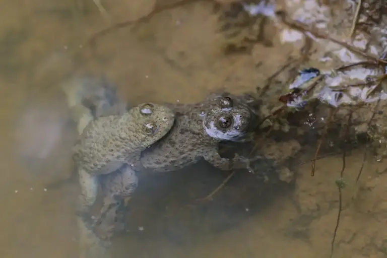 Sonneur à ventre jaune - Amplexus