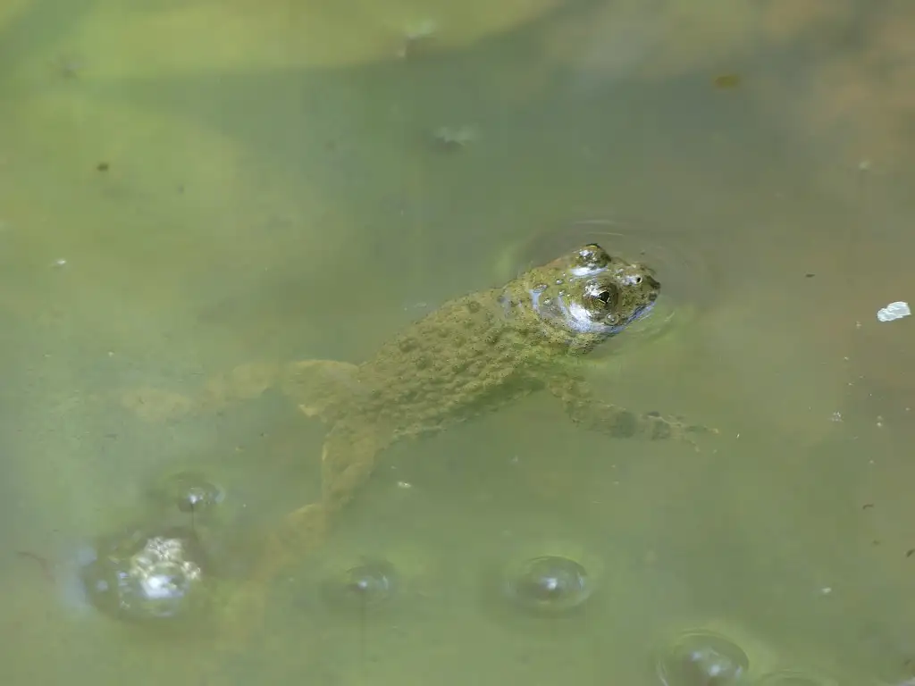 Sonneur à ventre jaune (Bombina Variegata)