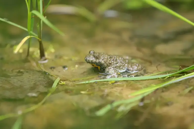 Sonneur à ventre jaune (Bombina Variegata)