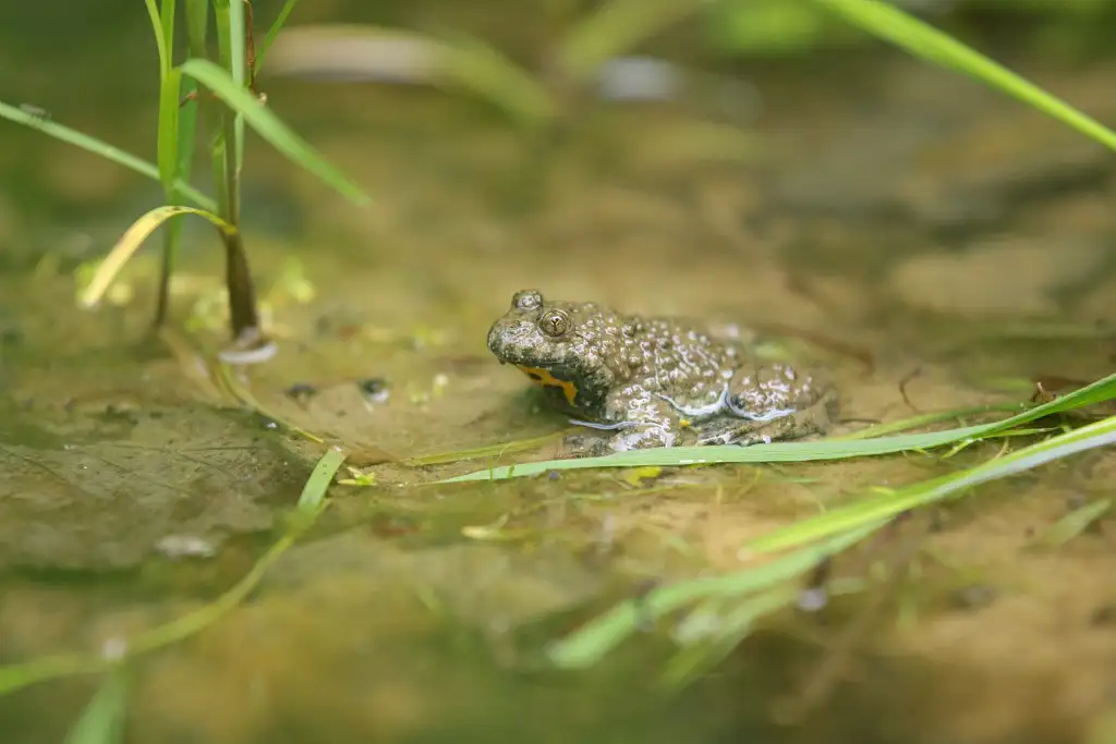 Sonneur à ventre jaune (Bombina Variegata)