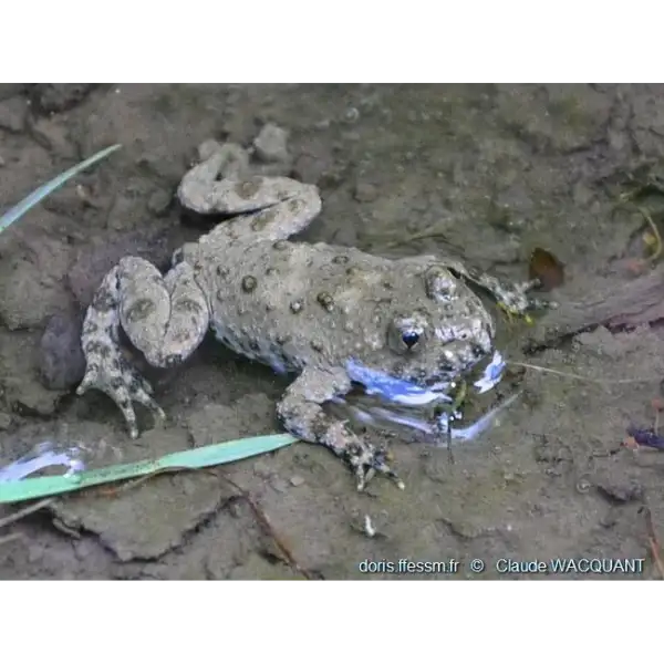 Subadulte sonneur à ventre jaune